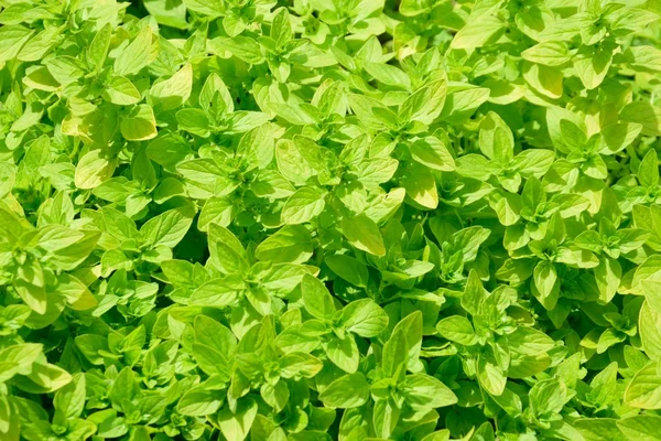 Pequeñas hojas verdes brillantes — Foto de Stock