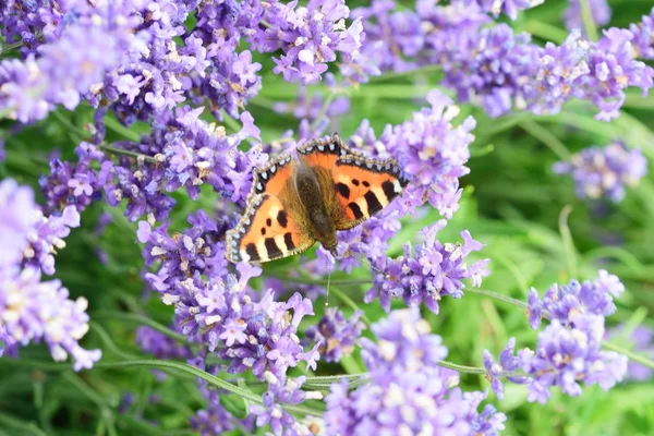 Butterfly on lavender flowers in field — Stock Photo, Image