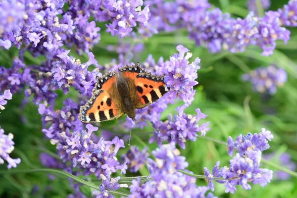 Butterfly met lavendel achtergrond — Stockfoto
