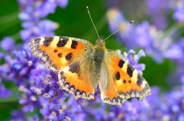 Borboleta senhora pintada na flor de lavanda — Fotografia de Stock