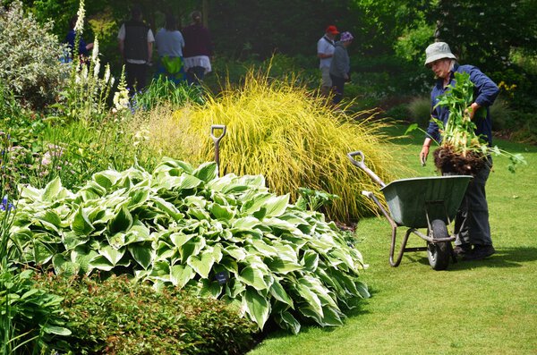 Женщина сажает в саду с тачкой
