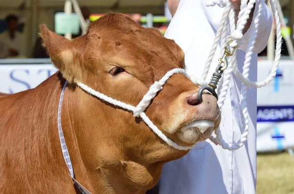 Cow being Exhibited at Agricultural show — Stock Photo, Image