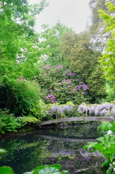 Garden scene with wisteria — Stock Photo, Image