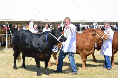 İnekleri tarım Tendring Essex göster