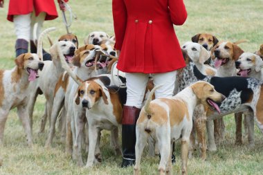 Foxhounds with hunter on foot clipart