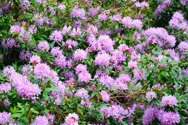 紫 Rhodedendrons の大規模なグループ — ストック写真