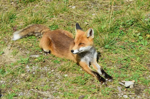 Renard européen allongé — Photo