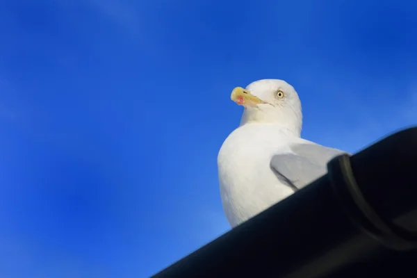 Seagull sitiing of roof — Stock Photo, Image