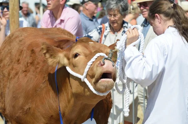 Velká hnědá kráva být vystavováno na zemědělské výstavě — Stock fotografie
