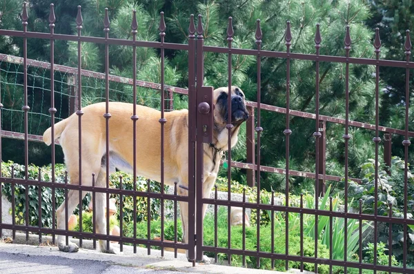 Strażnik duży pies za płot — Zdjęcie stockowe