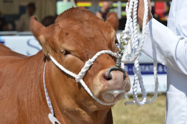 Grote Brown koe vastgehouden door touw op beurs — Stockfoto