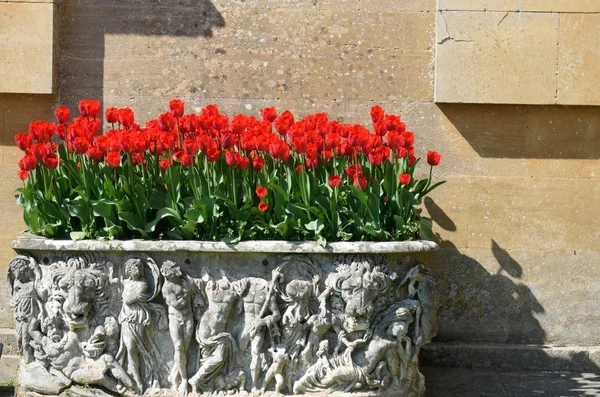 Heldere rode tulpen in decoratieve planter — Stockfoto