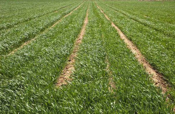 Farmland — Stock Photo, Image