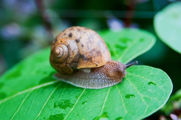 Schnecke — Stockfoto