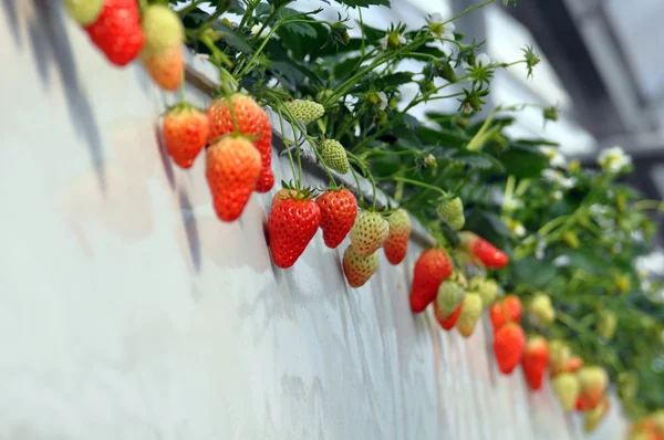 Strawberry — Stock Photo, Image