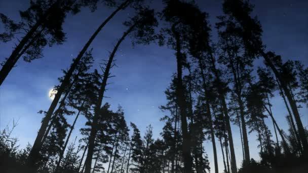 Moonrise mint az erdőben — Stock videók