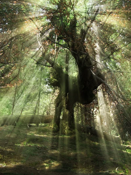 Árvore misteriosa na floresta — Fotografia de Stock