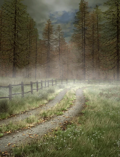Straße zum Wald — Stockfoto