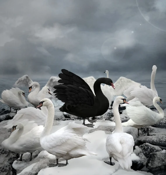 O cisne negro — Fotografia de Stock