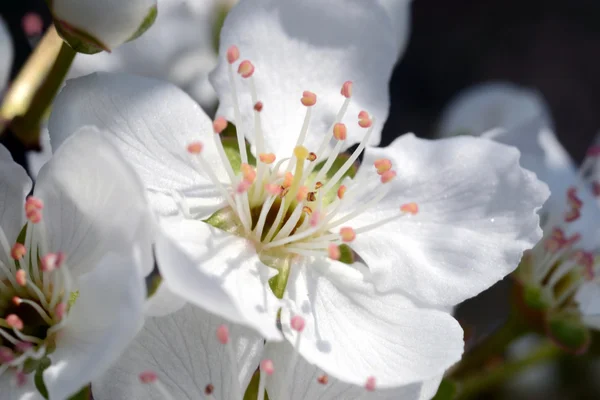 Plum flower macro — Stock Photo, Image