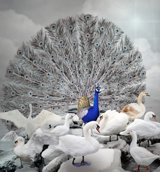 Blue peacock and swans — Stock Photo, Image