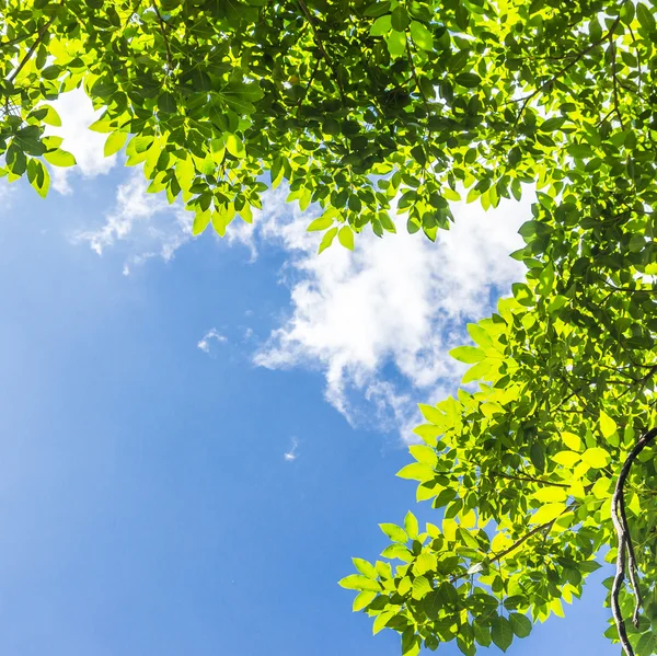 Green leaves frame — Stock Photo, Image