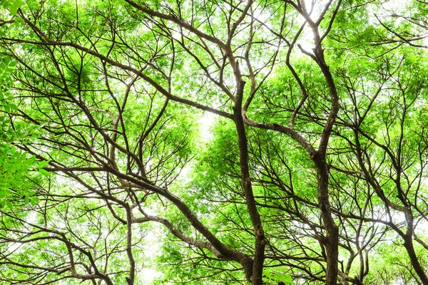 Ramos de árvores e folhas verdes — Fotografia de Stock