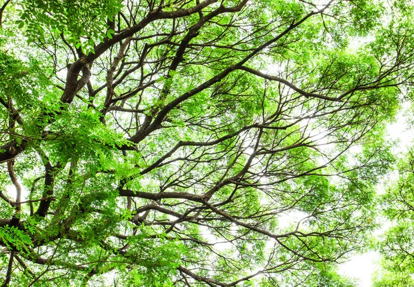 Ветви деревьев и зеленые листья — стоковое фото