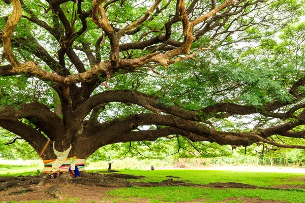 Tree branches  and green leaves — Stock Photo, Image