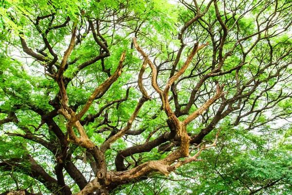 树枝和绿色的树叶 — 图库照片