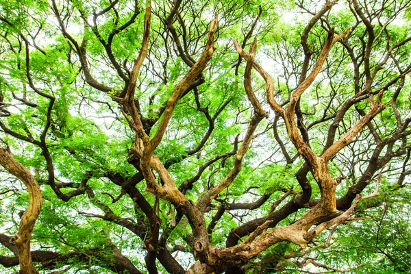 Tree branches  and green leaves — Stock Photo, Image