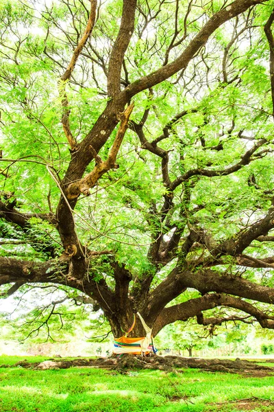 Tree branches  and green leaves — Stock Photo, Image