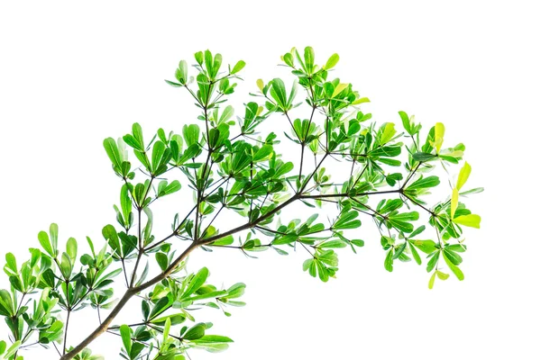 Green leaves — Stock Photo, Image