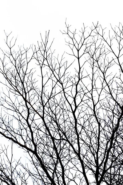 Branches d'arbres morts — Photo