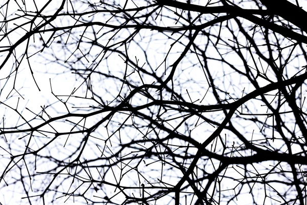 Мертве дерево гілок — стокове фото