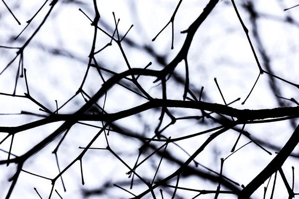 Мертве дерево гілок — стокове фото
