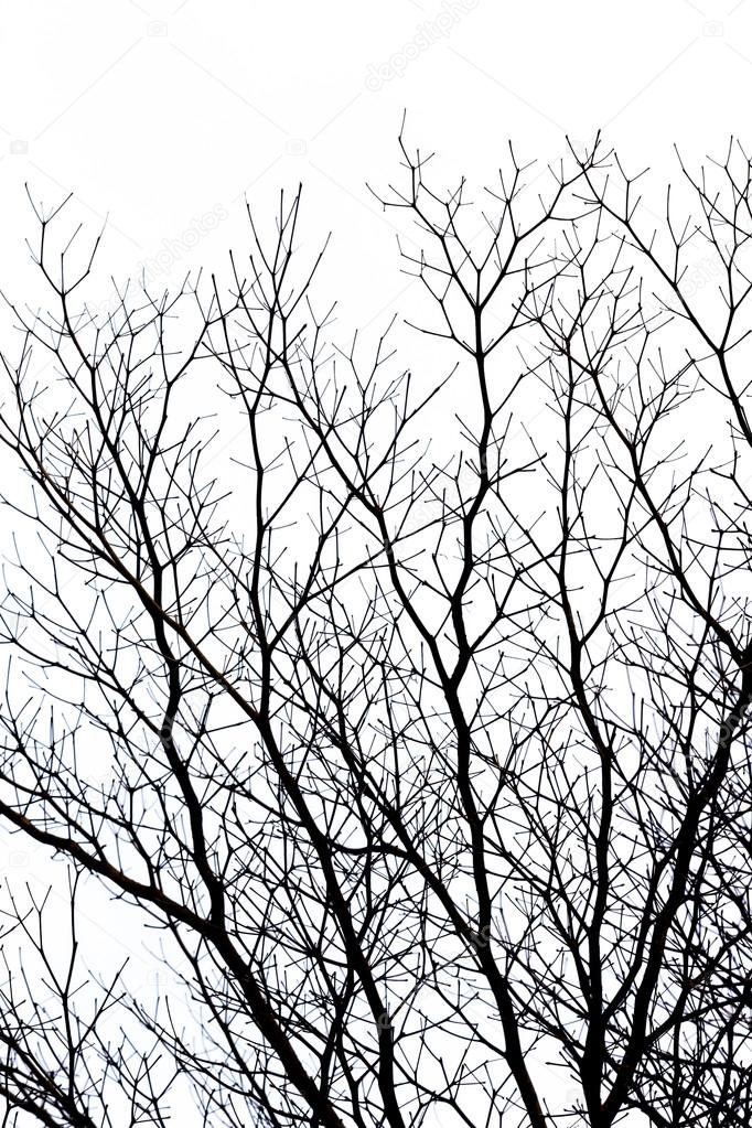 Dead tree branches