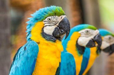 Scarlet Amerika papağanı papağan