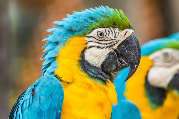 Scarlet Macaw parrots — Stock Photo, Image