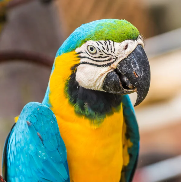 Scarlet Macaw  parrot — Stock Photo, Image