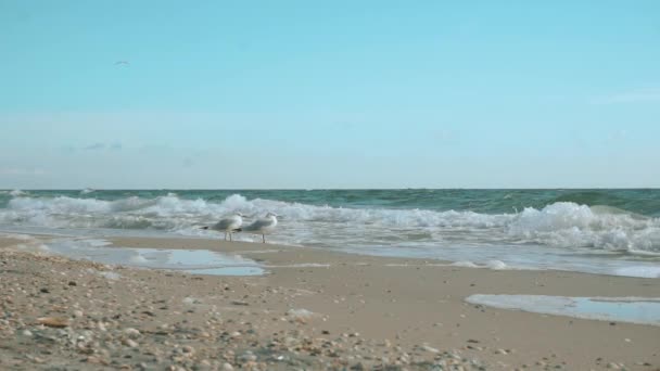 Две чайки смотрят на волны — стоковое видео