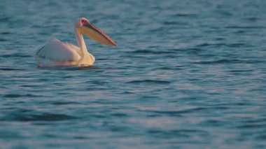 Pelikan su yüzeyinde yüzer..