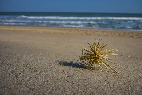Droog gras op het strand — Stockfoto