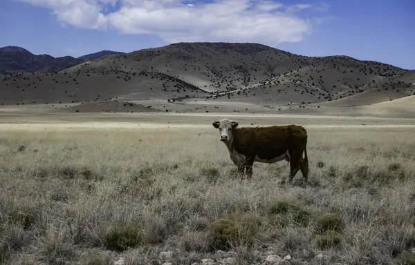 Vaca marrón solitaria en la tierra seca —  Fotos de Stock