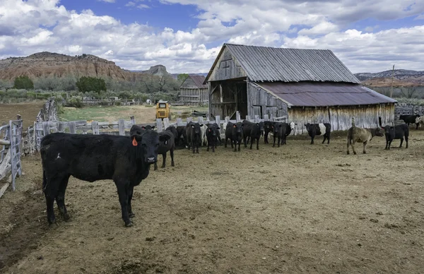 Vacas en la cerca de la granja —  Fotos de Stock