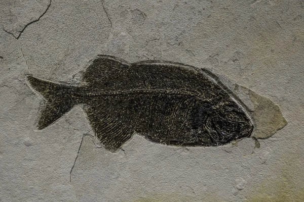 Вирощування риби в музеї — стокове фото