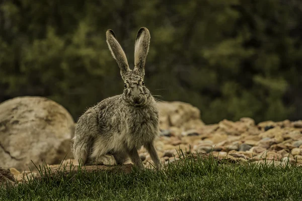 Jackrabbit έτοιμο να τρέξει μακριά — Φωτογραφία Αρχείου