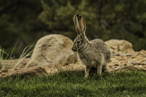 Kaninchenwanderung auf grünem Gras — Stockfoto
