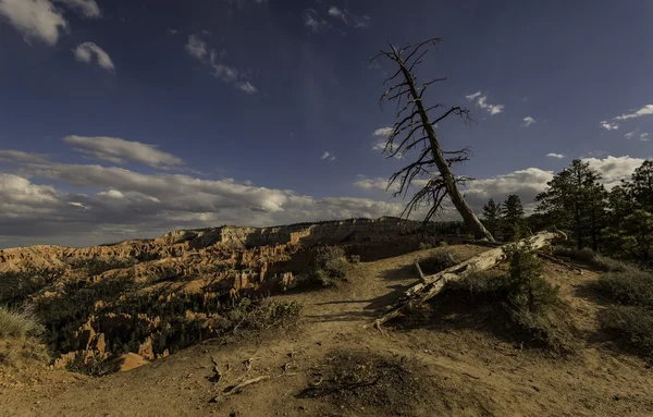 Νεκρός πεύκα σε Bryce Canyon — Φωτογραφία Αρχείου