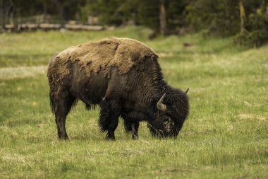 Bizon yeşil çim sahasında yeme